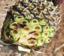 Pine apple